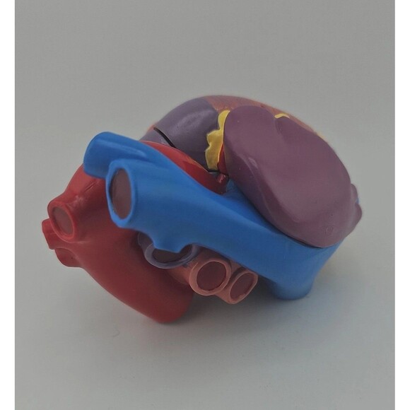 1996 GPI Anatomical Heart Model 5.5 in x 3 in ~ 2 Parts, No Display Stand, EUC - Picture 3 of 10